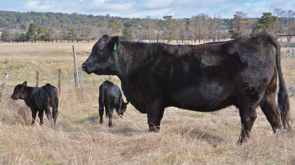The Armidale 'supercow' from Arthur and Joan Gates. Photo: Joan Gates