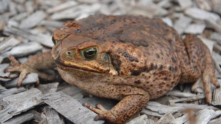 Science on the lookout for a cane toad killer